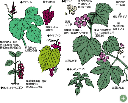 拡大する